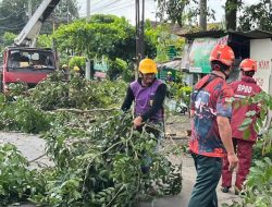 Cegah Tumbang, BPBD Pangkas Pohon di Jalur Pantura