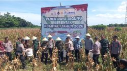 Panen Jagung Serentak, Polres Tegal Dukung Ketahanan Pangan Nasional