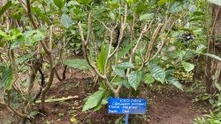 Tak Sekadar Tanaman Hias, Kaca Piring Ternyata Punya Manfaat Kesehatan