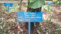 Mengenal Brotowali, Tanaman Obat Tradisional Berkhasiat Tinggi