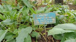 Apa Itu Daun Komfrey? Ini Manfaat dan Efek Sampingnya