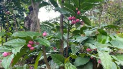 Manggis Mini, Buah Unik yang Dukung Kesehatan Sehari-hari