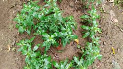 Tanaman Sambiloto, Antibiotik Alami dengan Segudang Manfaat Kesehatan