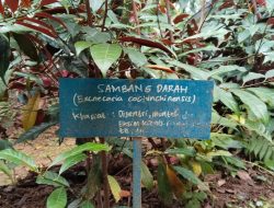 Daun Sambang Darah, Tanaman Hias yang Menyimpan Khasiat Obat