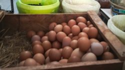 Harga Telur Ayam Ras di Bumiayu Mulai Naik Jelang Ramadan